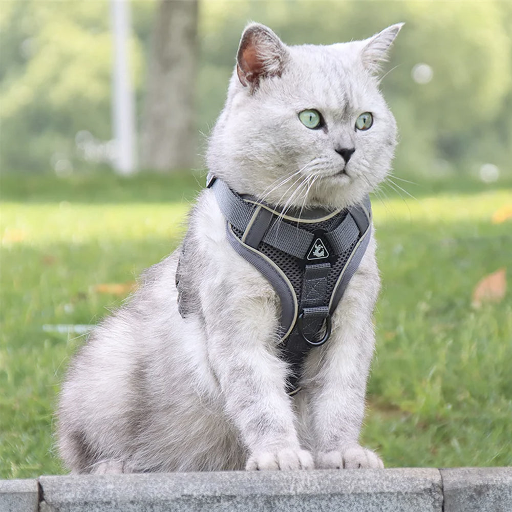 harnais pour chat securite gris fonce